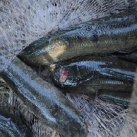 Bệnh nội và ngoại ký sinh trùng trên cá lóc
