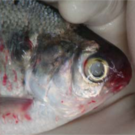 Giải pháp phòng, trị một số bệnh thường gặp khu vực nuôi cá truyền thống phía Bắc