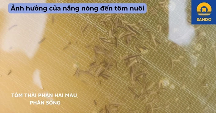 Ảnh hưởng của nắng nóng đến nuôi tôm