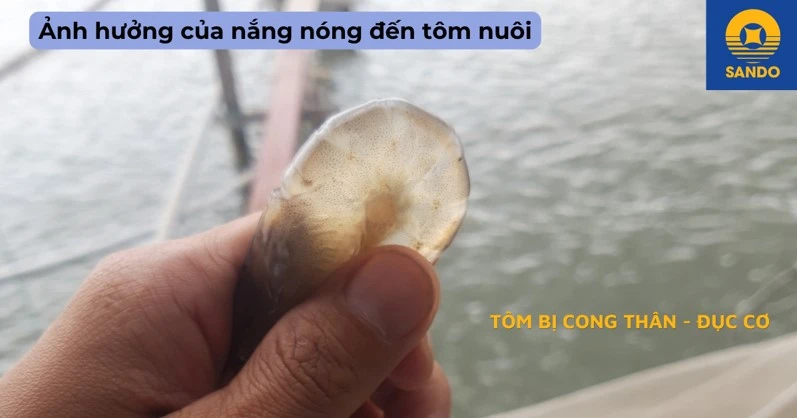Vì sao tôm dễ bị stress trong mùa nắng nóng?