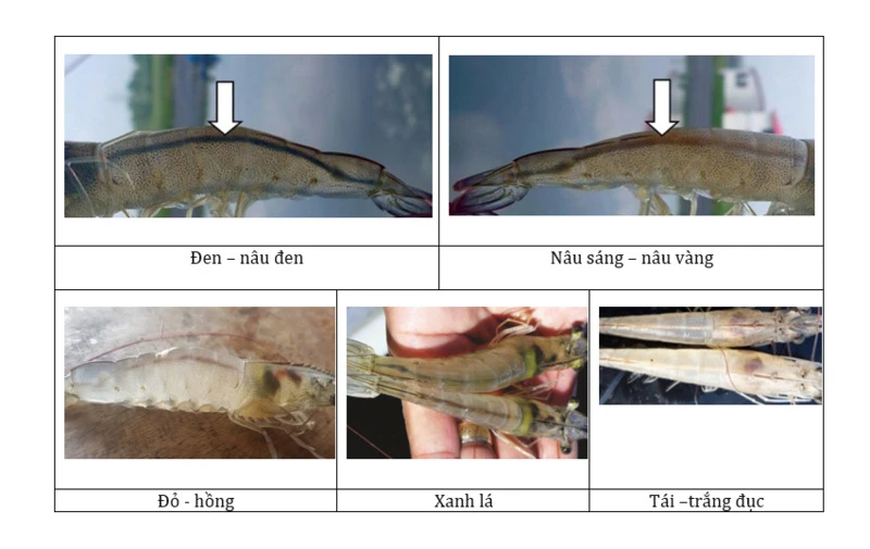 Một số màu sắc khác thường ở ruột tôm
