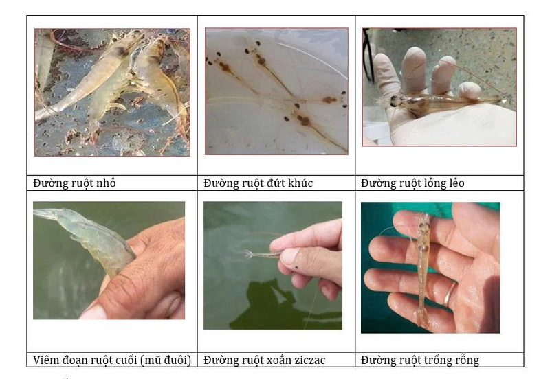 Một số biểu hiện của đường ruột ở tôm