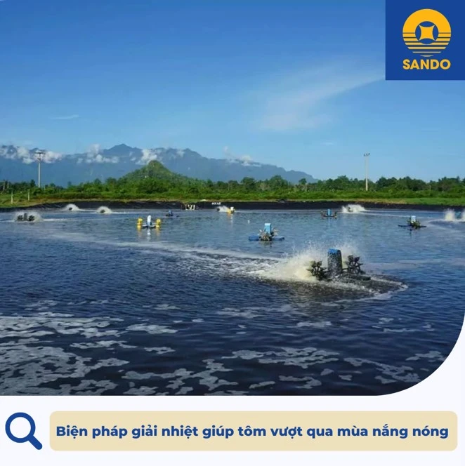 Biện pháp giải nhiệt giúp tôm vượt qua mùa nắng nóng