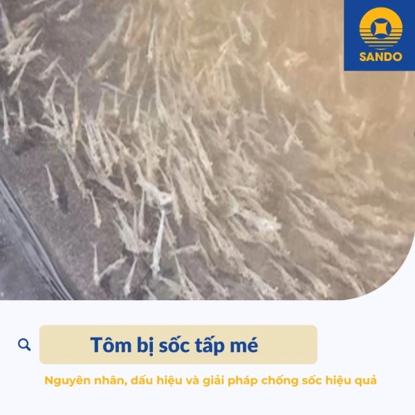 Cách xử lý tôm bị sốc, stress trước, trong và sau mưa