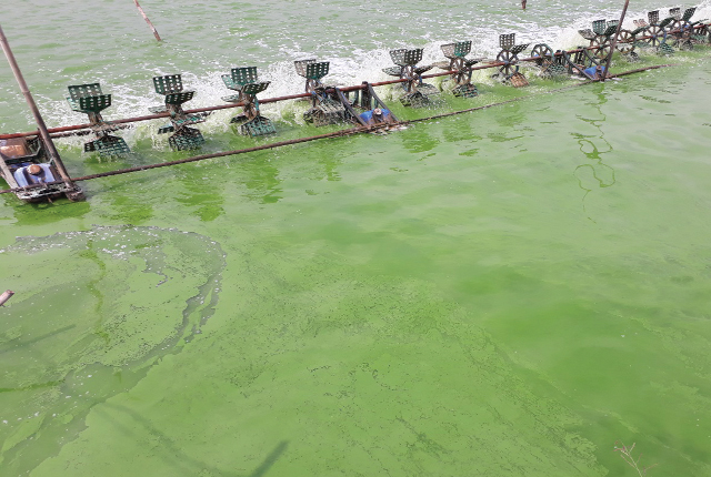 Algae in shrimp ponds and solutions