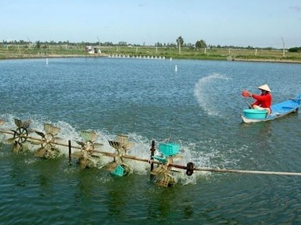 Application of biotechnology in shrimp farming