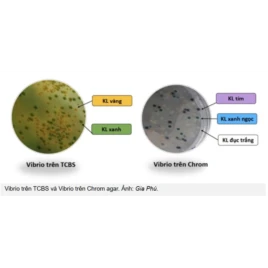 Vitro sát trùng phổ rộng giúp kiểm soát ao nuôi tôm