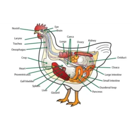 Hiệu quả sử dụng acid hữu cơ trong chăn nuôi gia cầm – Sản phẩm Promic