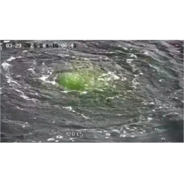 Màu nước ao nuôi tôm: Vai trò và ứng dụng của màu giả trong thực tiễn