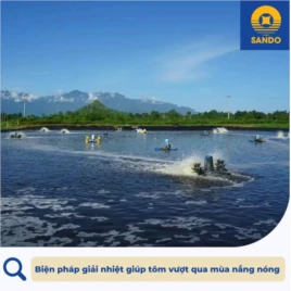 Biện pháp giải nhiệt giúp tôm vượt qua mùa nắng nóng