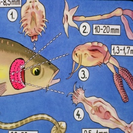 Cách xử lý các bệnh ngoại ký sinh trùng trên cá
