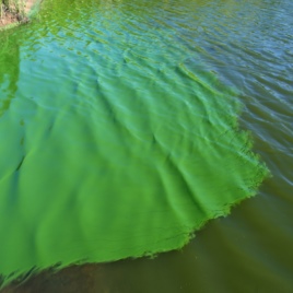 Cách xử lý tảo lam trong ao tôm