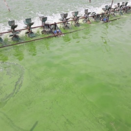Bộ sản phẩm xử lý tảo độc trong ao nuôi tôm