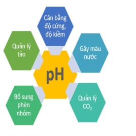 Biến động pH ảnh hưởng đến tôm và cách điều chỉnh