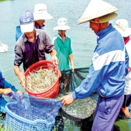 Can Vietnamese shrimp exports hit US$4.2 billion?