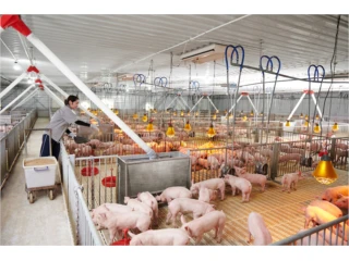 Bộ tứ thuốc tiêm SANDO hiệu quả điều trị tối ưu cho trại heo