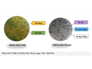 Vitro sát trùng phổ rộng giúp kiểm soát ao nuôi tôm