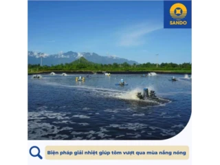 Biện pháp giải nhiệt giúp tôm vượt qua mùa nắng nóng