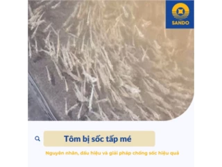 Tôm bị sốc, stress mùa mưa: Nguyên nhân, dấu hiệu và giải pháp phòng chống hiệu quả