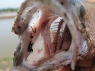 Bệnh đỉa cá - cách phòng & trị bệnh đĩa trên cá chẽm