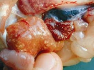Cách phòng trị bệnh gan thận mủ trên cá lóc