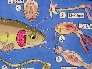 Cách xử lý các bệnh ngoại ký sinh trùng trên cá