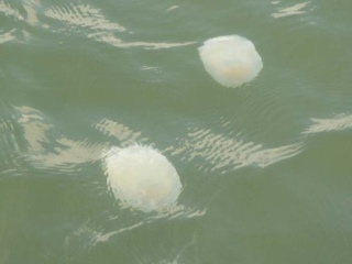 Cách phòng và diệt sứa trong ao nuôi tôm.