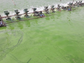 Algae in shrimp ponds and solutions