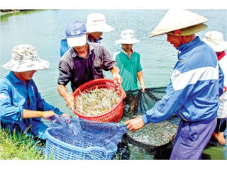 Can Vietnamese shrimp exports hit US$4.2 billion?