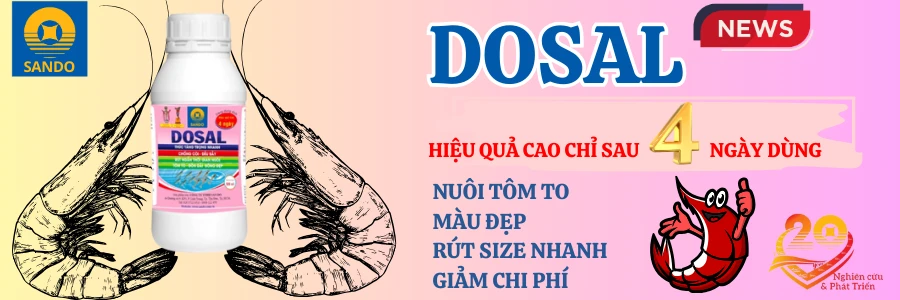 dosal-shrimp